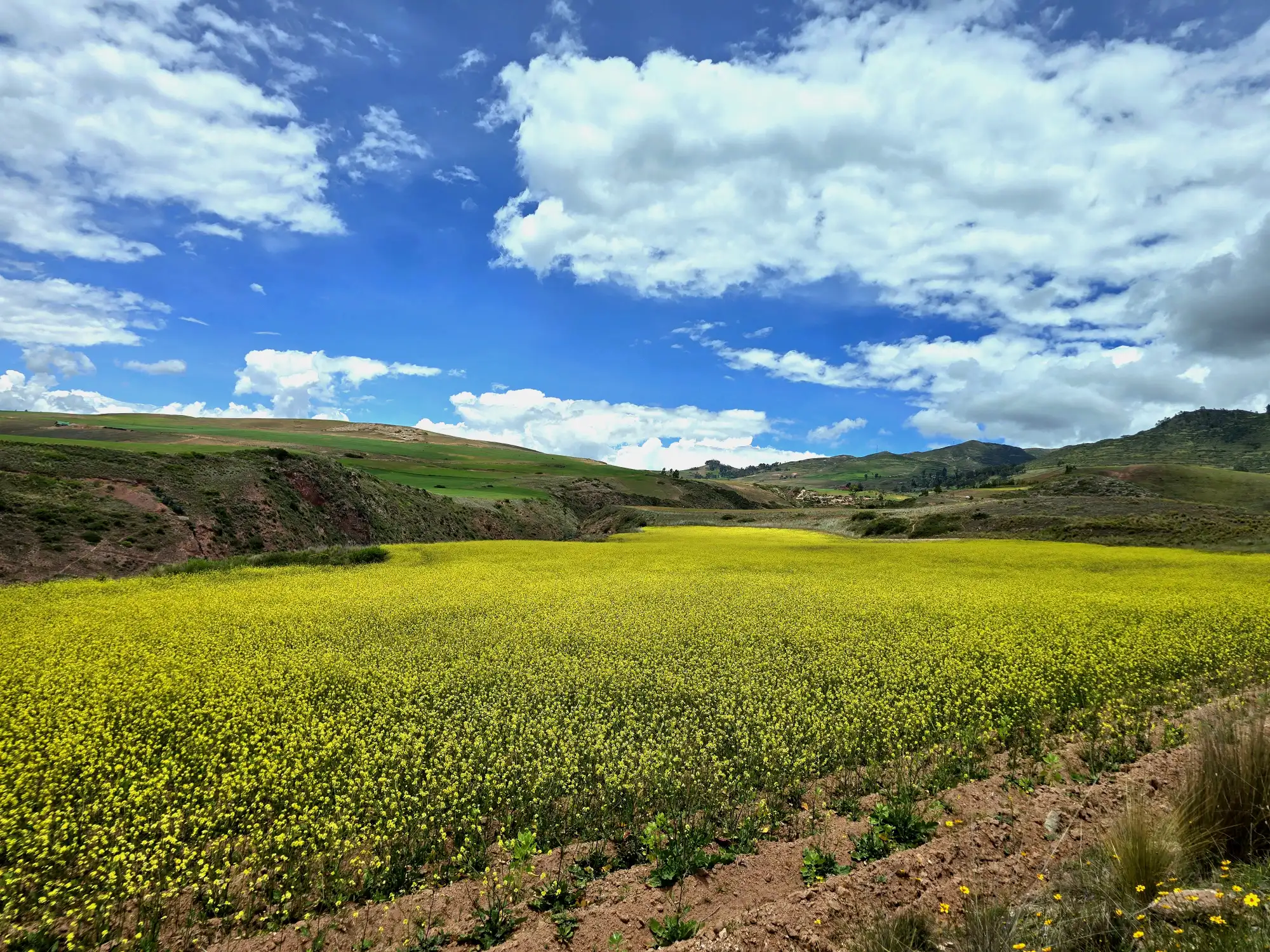 Un campo in fiore vicino a Moray